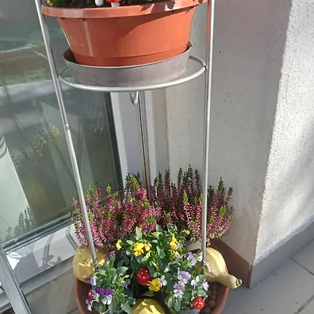 Cinege Apartment Felsopahok